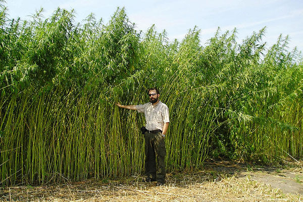 our absolut treasure of a hemp field - a generous mother that provides us with all we need in abundance